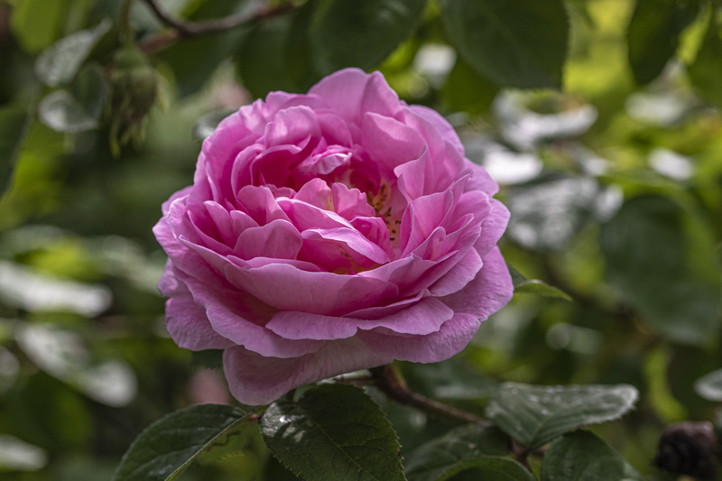 christian rebhan - Die Schwarze Rose