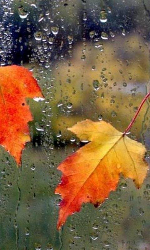 LSD Studios - Rainy autumn