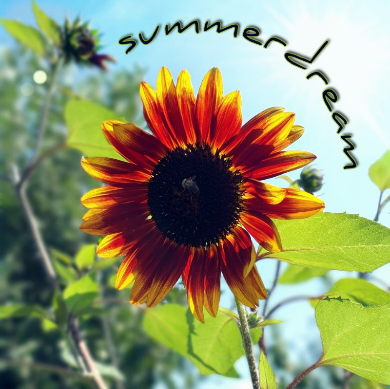 DeeJay_All_X - Summer Dream