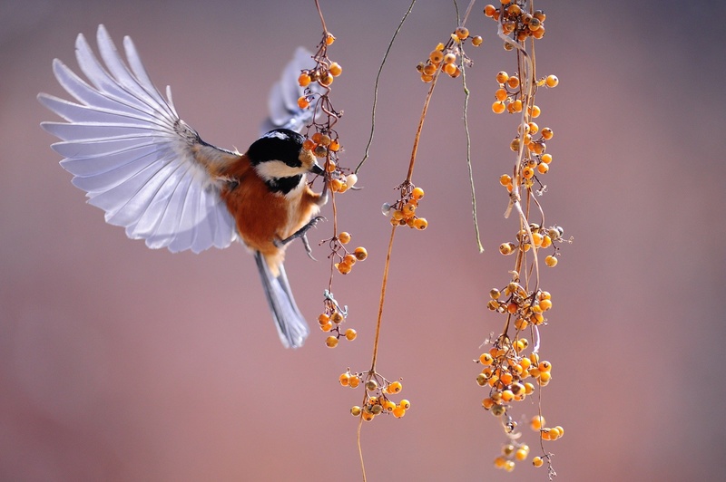 scattery - Nature`s Defence