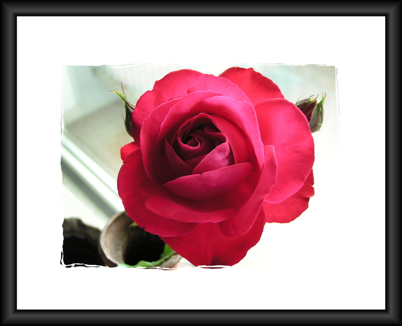MIKE (Michael) SANFTENBERG - My Mother
