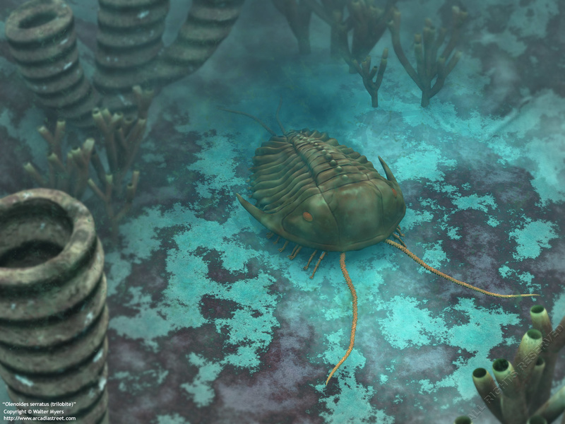 Netza - Trilobite