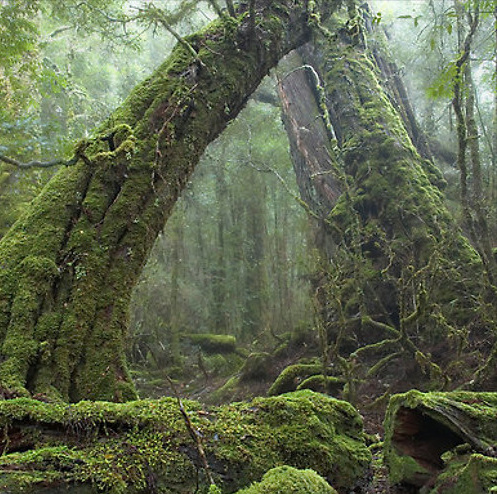 vari - Ancient Forest