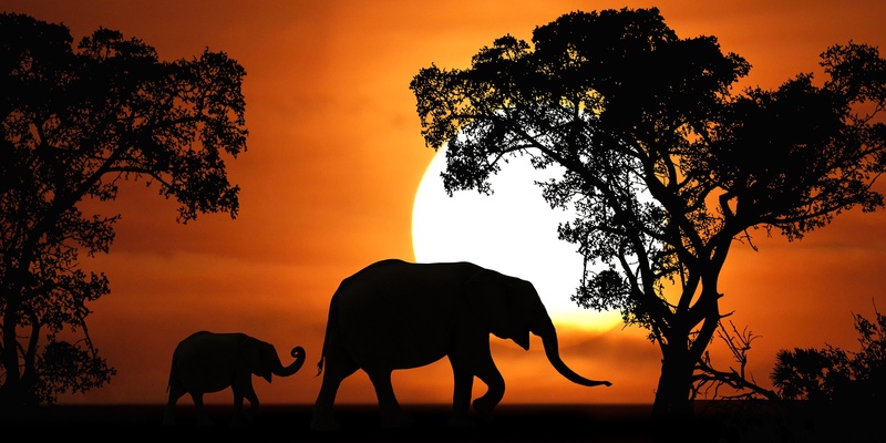 scattery - march of the elephants