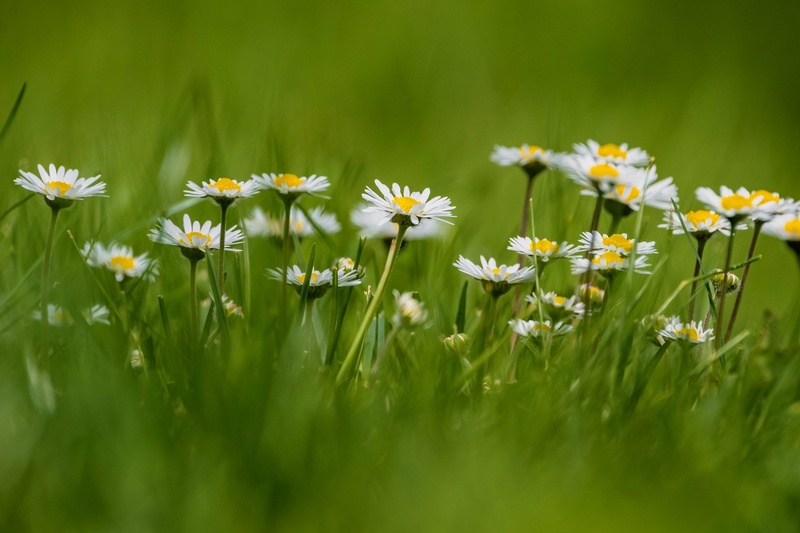 Timo Klangfeld - spring feelings