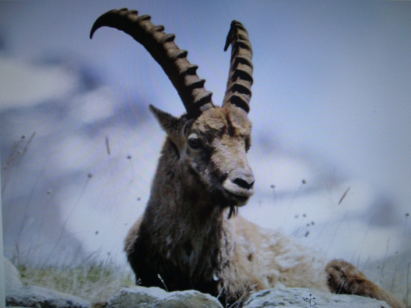 Lumino - Der Steinbock - aus der Orchestersuite "Der Tierkreis"