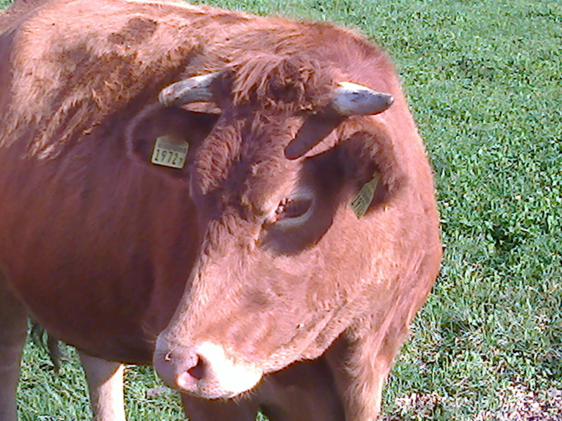 Lumino - Der Stier - aus der Orchestersuite "Der Tierkreis"