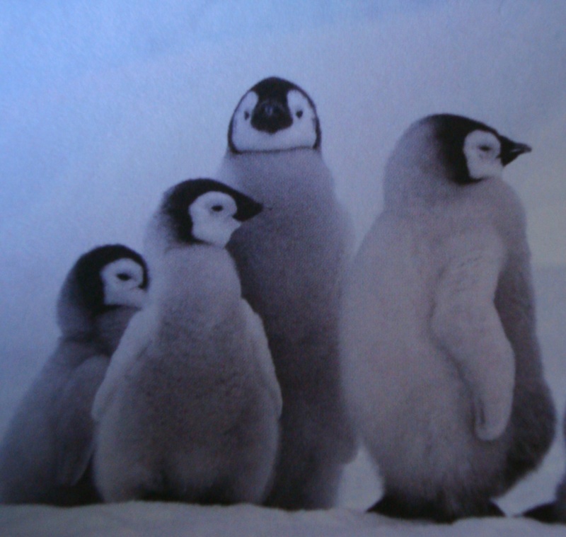 Lumino - Tanz der Pinguine -Bagatelle für zwei Klaviere