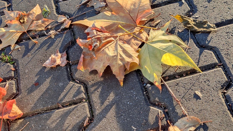 Bam Dorner Productions - falling leaves