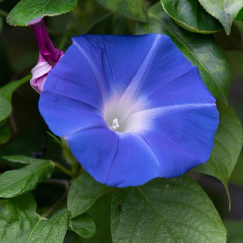Yellohmellow - Blaue Himmelsglocken